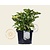 Hydrangea macrophylla - Wit