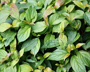Cornus sericea 'Kelseyi'