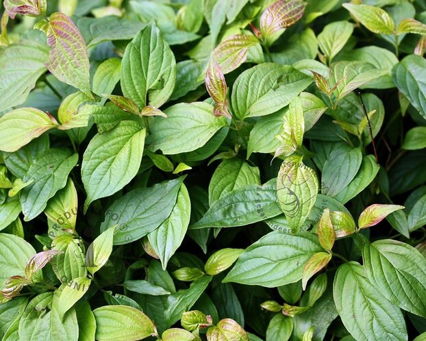 Cornus sericea 'Kelseyi'