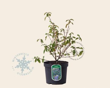 Ceanothus delilianus 'Gloire de Versailles'