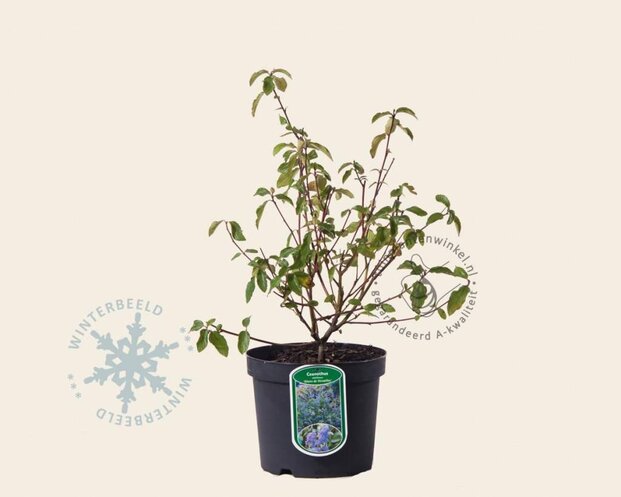 Ceanothus delilianus 'Gloire de Versailles'