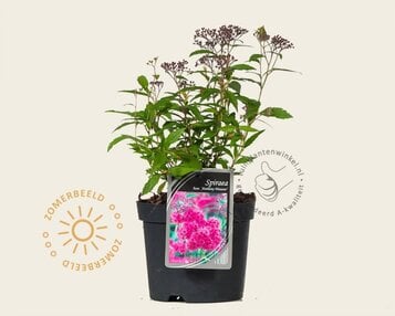 Spiraea japonica 'Anthony Waterer' image