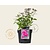 Spiraea japonica 'Anthony Waterer'