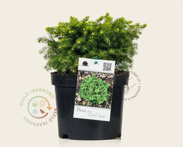 Picea abies 'Little Gem' image