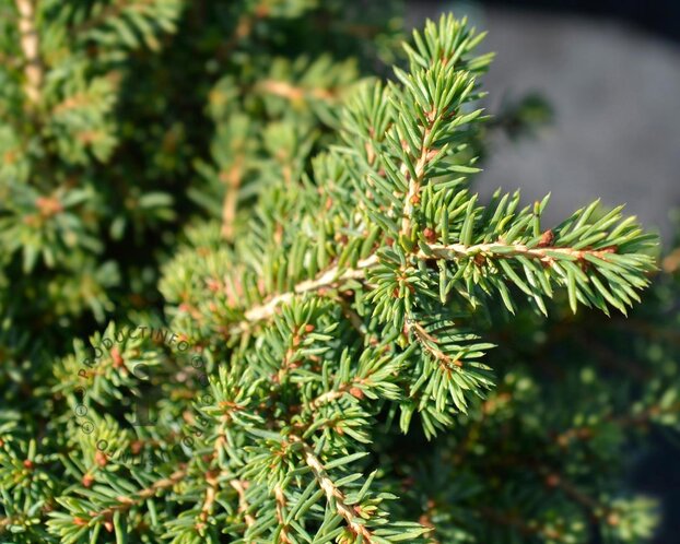 Picea abies 'Little Gem'