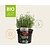 Thymus vulgaris 'Compactus' Puur