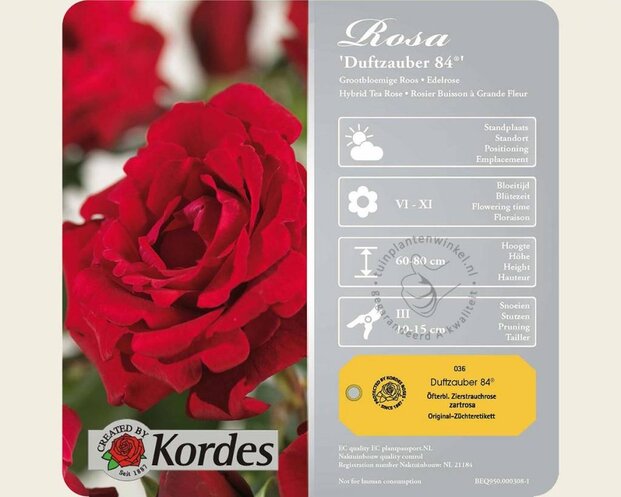 Rosa 'Duftzauber 84'