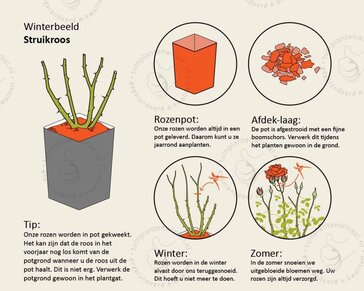 Rosa 'Duftzauber 84'