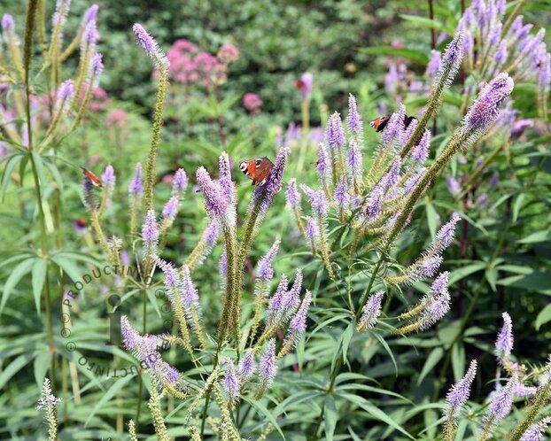 Veronicastrum virginicum 'Fascination'
