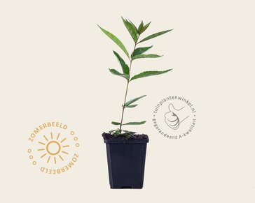 Veronicastrum virginicum 'Fascination'