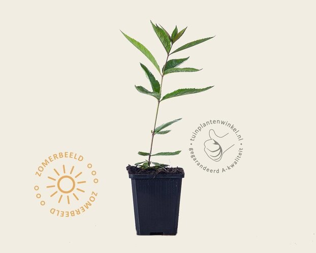 Veronicastrum virginicum 'Fascination'