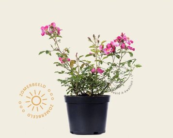 Rosa 'Fleurette' image