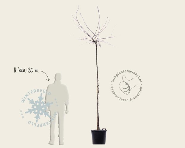 Pyrus salicifolia 'Pendula' - op stam