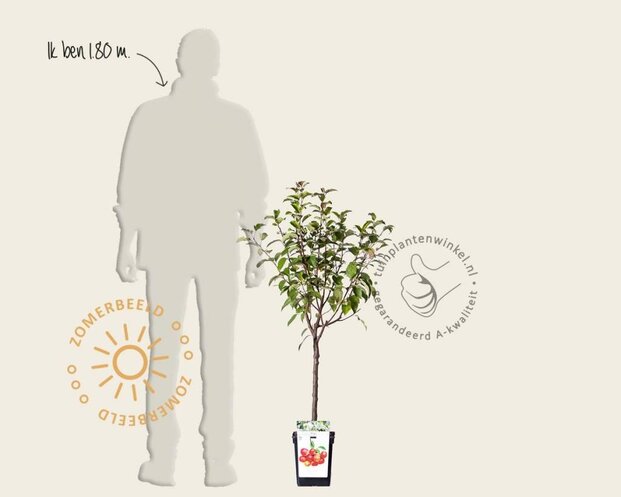 Malus 'Evereste' - mini