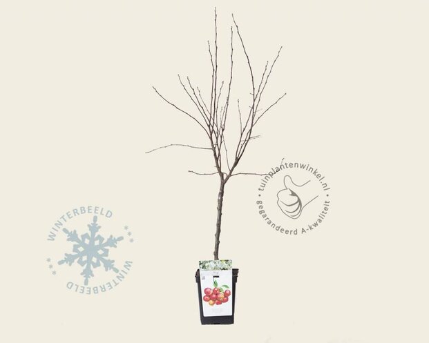 Malus 'Evereste' - mini