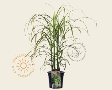 Miscanthus sinensis 'Ghana' image
