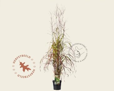 Miscanthus sinensis 'Ghana'