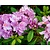 Rhododendron 'Robert Seleger'