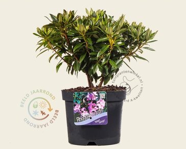 Rhododendron 'Robert Seleger'