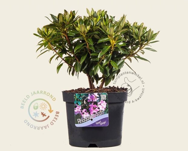 Rhododendron 'Robert Seleger'