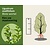 Ligustrum ovalifolium - blote wortel