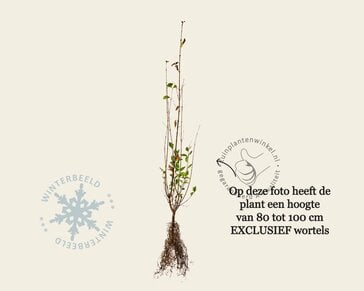 Ligustrum ovalifolium - blote wortel