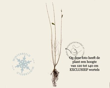 Ligustrum ovalifolium - blote wortel