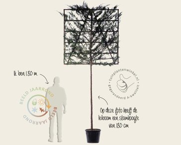 Lei-conifeer 'Leylandii' - 150 - pakket 6 stuks + EXTRAS!