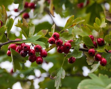 Crataegus lavalleei 'Carrierei'