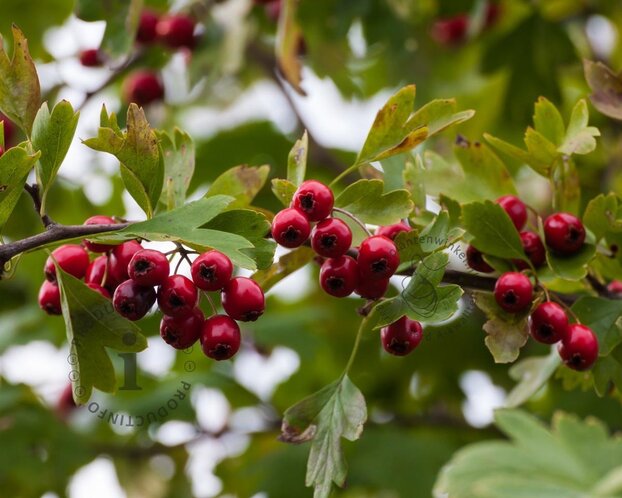 Crataegus lavalleei 'Carrierei'