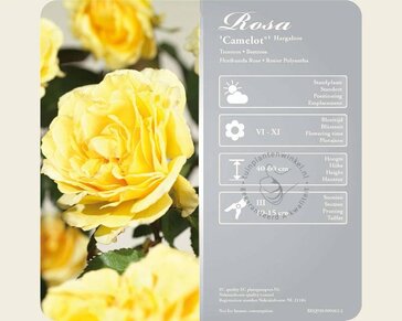 Rosa 'Camelot'