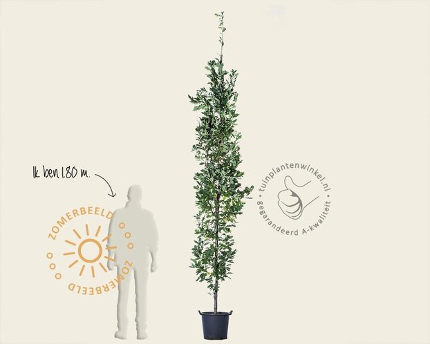 Quercus robur 'Fastigiata Koster'