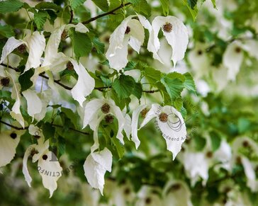 Davidia involucrata vilmoriniana