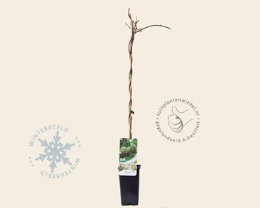 Actinidia deliciosa 'Hayward' (vrouwelijk)