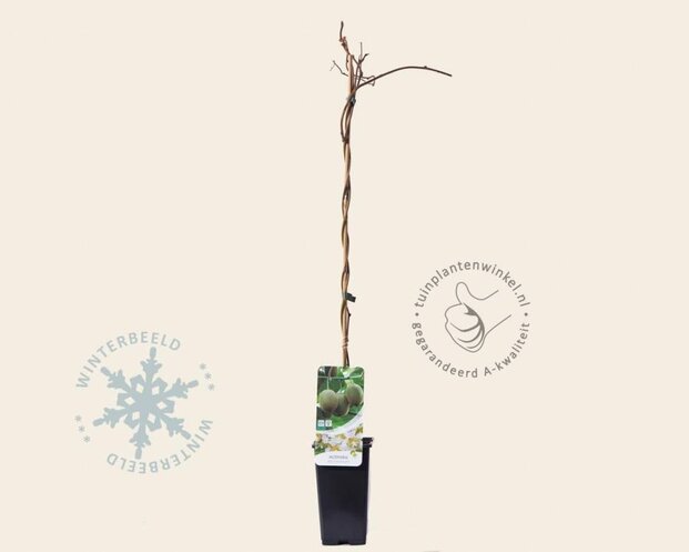 Actinidia deliciosa 'Hayward' (vrouwelijk)