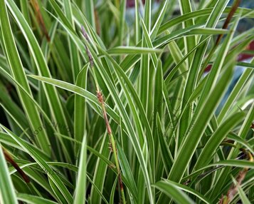 Carex morrowii 'Ice Dance' image