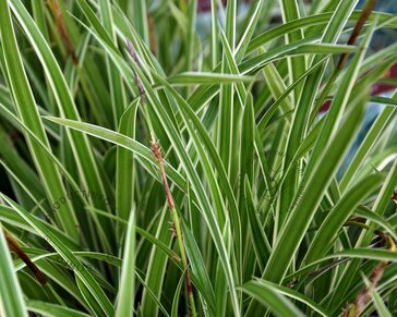 Carex morrowii 'Ice Dance'