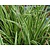 Carex morrowii 'Ice Dance'