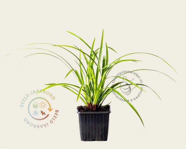 Carex morrowii 'Ice Dance'