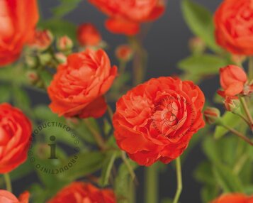 Rosa 'Orange Morsdag' image