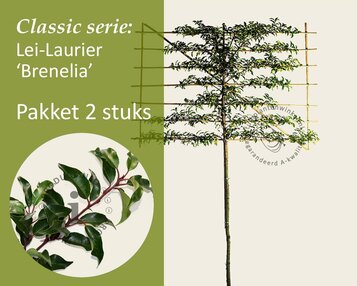 Lei-laurier l. 'Brenelia' - Classic - pakket 2 stuks + EXTRA'S! image
