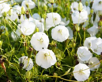 Campanula carpatica 'Weisse Clips' image