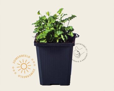 Campanula carpatica 'Weisse Clips'