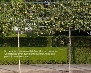 Lei-Peer 'Conference' - Classic - pakket 2 stuks + EXTRA'S!