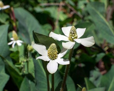 Anemopsis californica