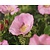Rosa rugosa 'Dagmar Hastrup'