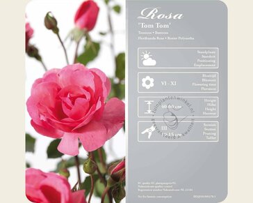 Rosa 'Tom Tom'