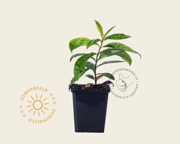 Phlox paniculata 'Orange Perfection'