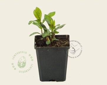 Phlox paniculata 'Orange Perfection'