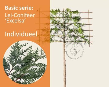 Leiconifeer 'Excelsa' - Rek 180x110 cm image